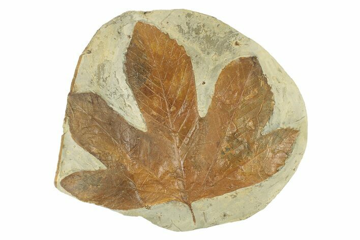 Fossil Sycamore Leaf (Macginitiea) - Montana #271005